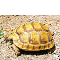 گونه لاکپشت مهمیزدار Mediterranean Spur-thighed Tortoise